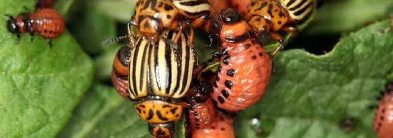 Эффективные меры по уничтожению и предотвращению распространения опасного колорадского жука в садоводстве и сельском хозяйстве