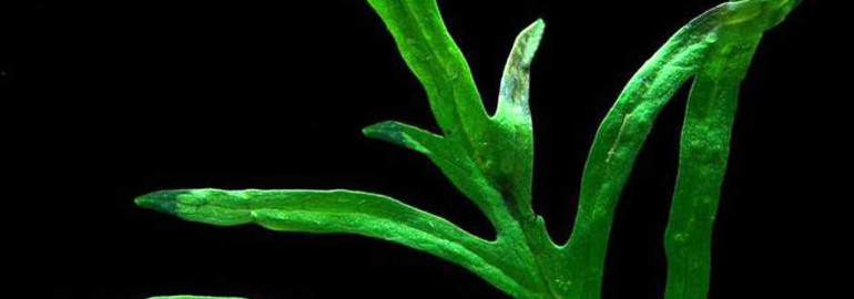 Микросорум птеропус тритон - уход, размножение и популярные сорта