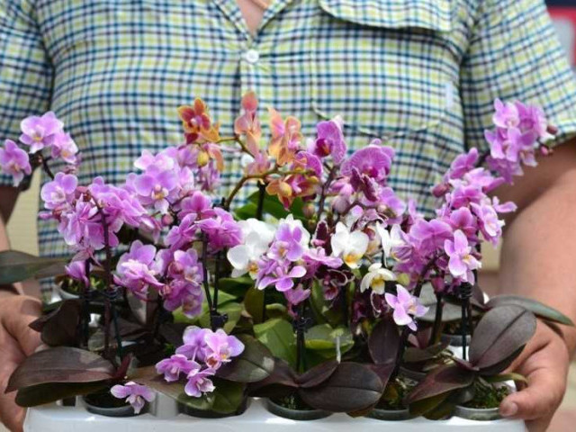 Мини орхидея фаленопсис - легкий уход и красота в домашних условиях