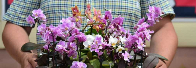 Мини орхидея фаленопсис - легкий уход и красота в домашних условиях