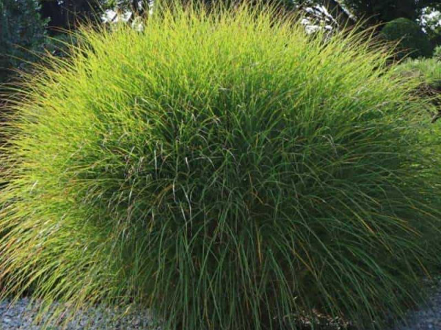 Растение Miscanthus sinensis gracillimus - особенности выращивания и применения