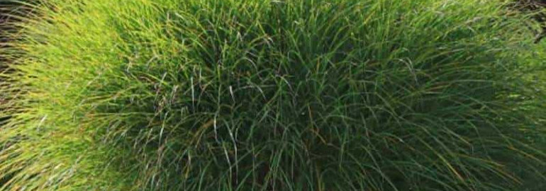 Растение Miscanthus sinensis gracillimus - особенности выращивания и применения