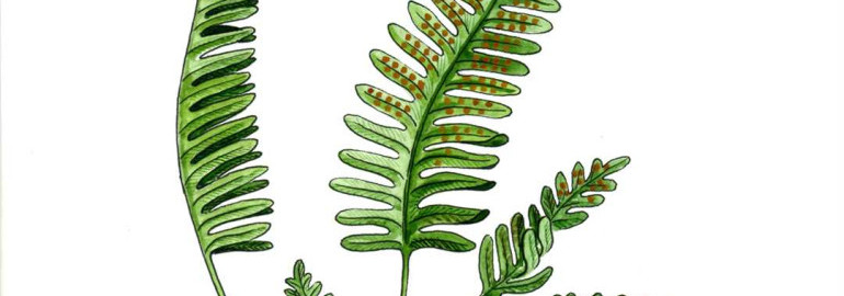 Удивительное растение – многоножка обыкновенная папоротник - особенности структуры и важность для экосистемы