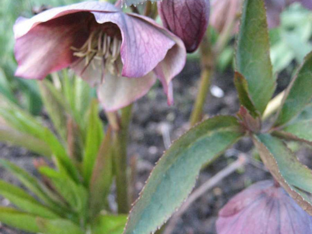 Как вырастить морозник рождественскую розу из семян - секреты успешного выращивания и ухода