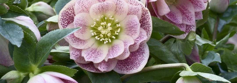 Всё о морознике — редком и великолепном цветке, который удивляет своей красотой и лечебными свойствами