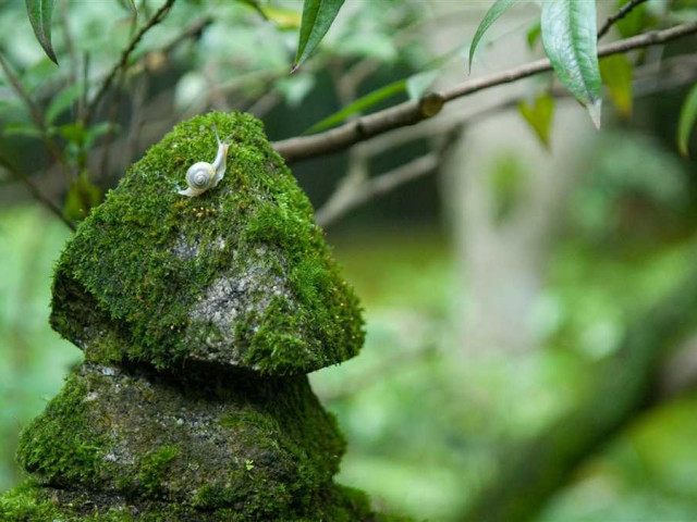 Исследование моха на камнях - его природа, распространение и возможные применения