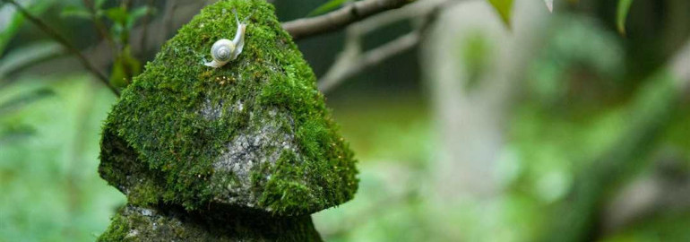 Исследование моха на камнях - его природа, распространение и возможные применения