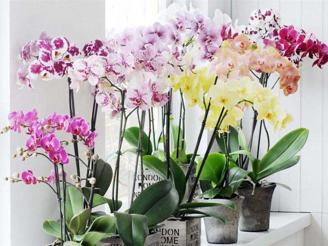 Можно ли держать дома орхидею - признаки, которые говорят о ее возможности выживания в быту