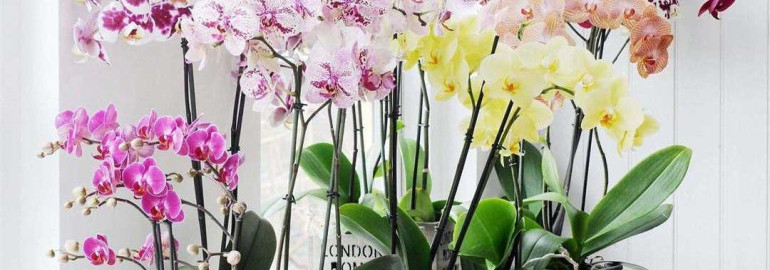 Можно ли держать дома орхидею - признаки, которые говорят о ее возможности выживания в быту