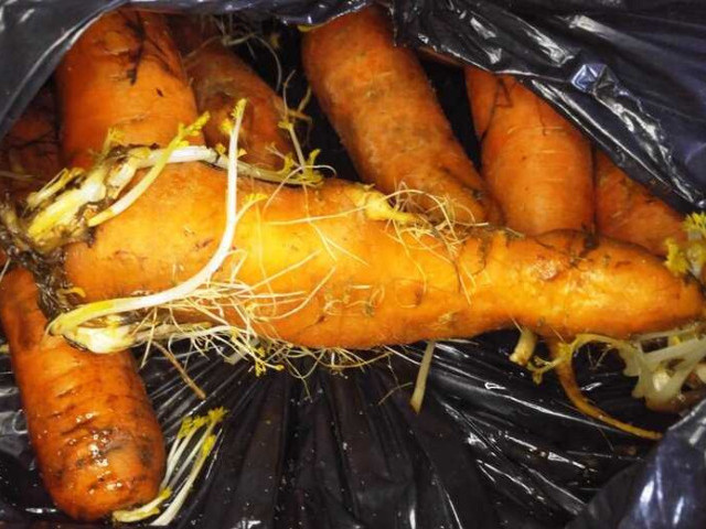 Проросшая морковь - полезная или опасная? Все, что нужно знать о вердикте современной науки