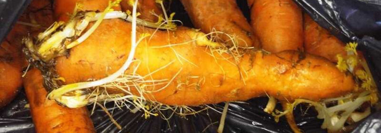 Проросшая морковь - полезная или опасная? Все, что нужно знать о вердикте современной науки