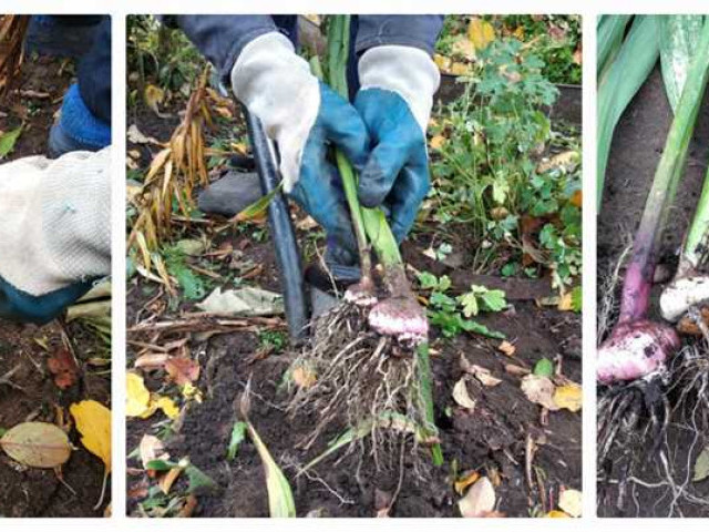 Можно ли не выкапывать гладиолусы на зиму и как это повлияет на их рост и цветение
