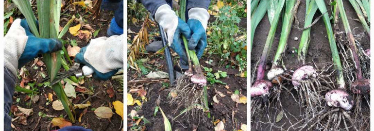 Можно ли не выкапывать гладиолусы на зиму и как это повлияет на их рост и цветение