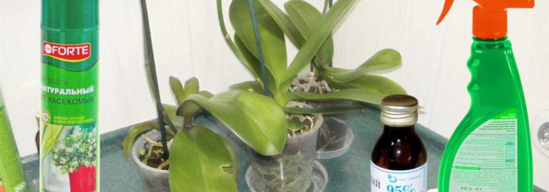 Как правильно опрыскивать орхидею - советы и рекомендации