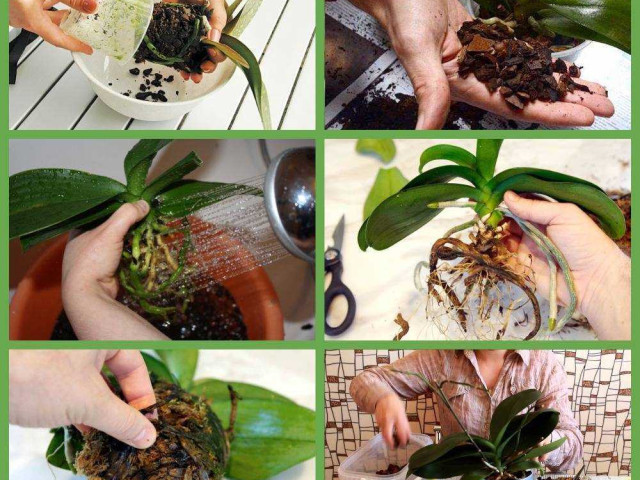 Можно ли пересаживать цветущую орхидею фаленопсис