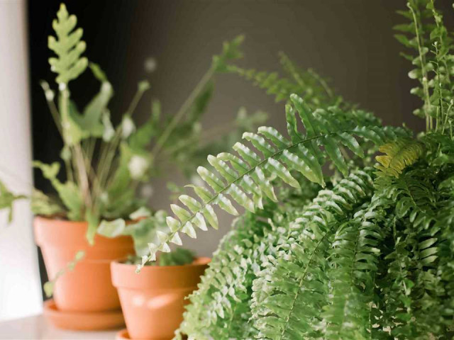 Выращивание папоротника в домашних условиях - основы ухода, советы от опытных цветоводов и популярные виды для декорации
