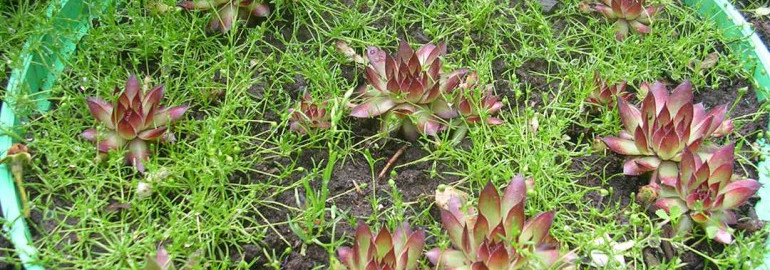 Как вырастить мшанку шиловидную самостоятельно из семян - пошаговая инструкция с советами и рекомендациями