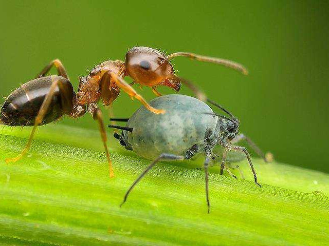 Муравьи и тля - уникальное взаимодействие в мире насекомых