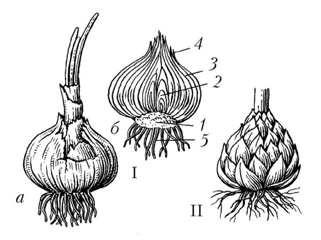 На луковице тюльпана образуются многочисленные дочерние луковички, которые играют важную роль в размножении растения