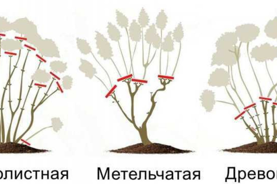 Как обрезать гортензию после цветения летом. Обрезка метельчатой гортензии осенью.