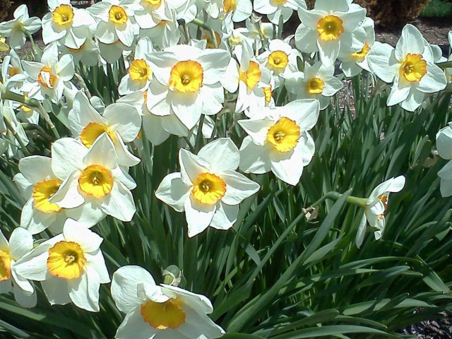 Нарцисс - многолетнее луковичное растение с изящными цветками, пленяющими своей красотой и неповторимостью