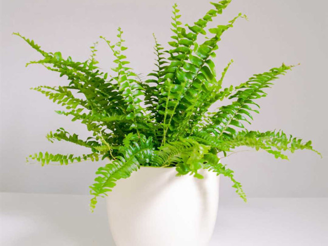 Многофункциональность и великолепие - нефролепис грин леди - идеальное растение для украшения интерьера и создания комфортной атмосферы