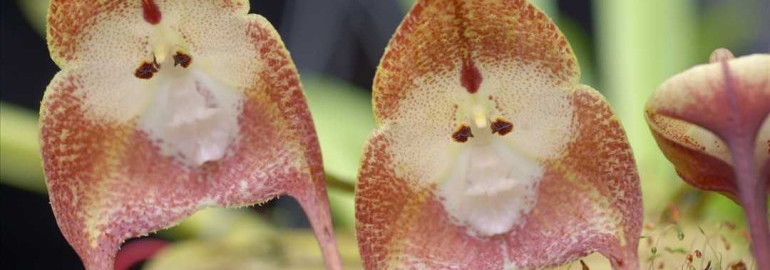 Необычные орхидеи - фотогалерея редких и экзотических видов