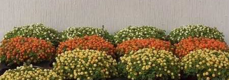Нертера гранадензис микс — прекрасное растение для озеленения интерьера и создания атмосферы экзотики