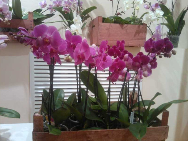 Зачем и как правильно выращивать несколько орхидей в одном горшке