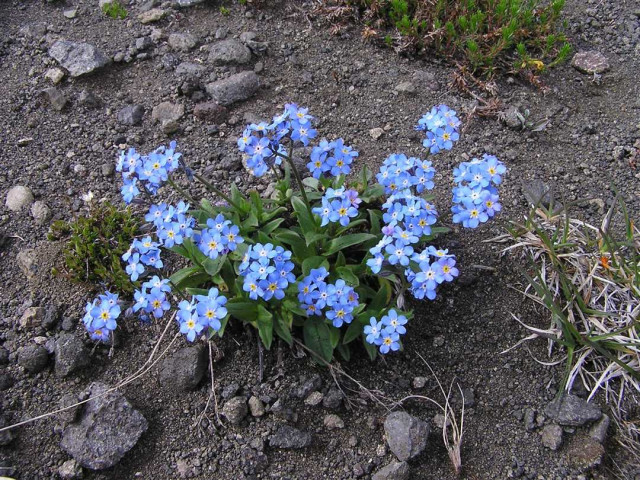 Незабудка альпийская - как правильно вырастить из семян и создать яркое цветочное полотно на своём участке