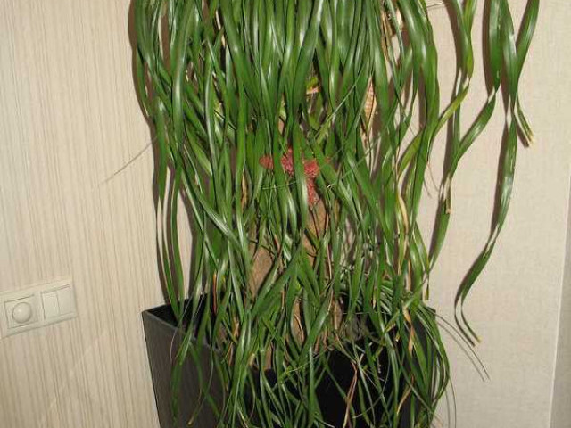 Нолина - красивое растение, которое нуждается в особом уходе. Почему листья нолины могут сохнуть и как предотвратить эту проблему?