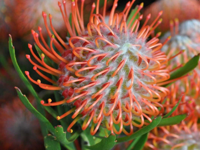 Прекрасные фотографии нутана - цветка, обладающего неповторимой красотой и нежностью!