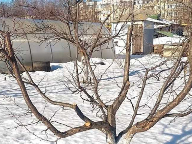 Обрезка деревьев зимой - правила и рекомендации для сохранения красоты сада