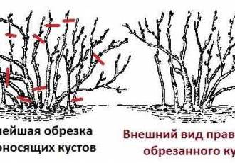 Подробное руководство - как обрезать крыжовник осенью для новичков без ошибок