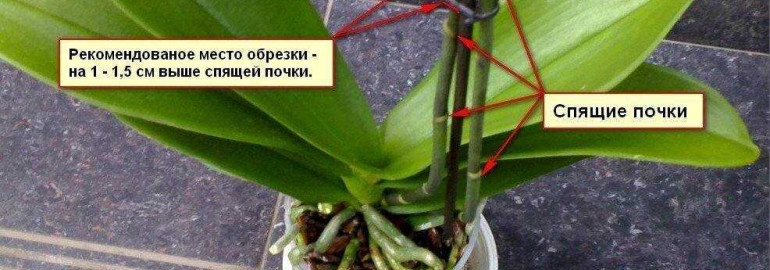 Как правильно обрезать орхидею после цветения - полезное видеоинструкция