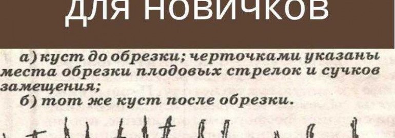 Обрезка винограда осенью - видеоуроки для начинающих