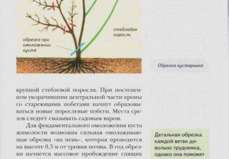 Правила и секреты обрезки жимолости осенью - как подготовить кусты к зиме и обеспечить пышное и яркое цветение