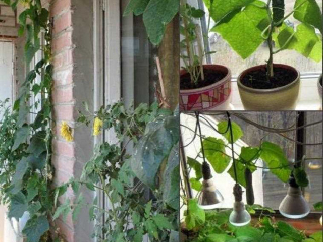 Огурцы на балконе - выращивание пошагово с нуля до урожая!