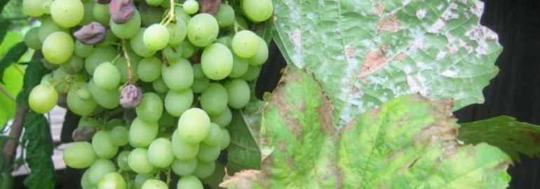 Оидиум винограда - фото на разных стадиях развития и эффективные методы лечения
