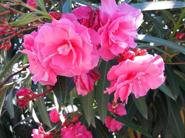Олеандры - цветы прекрасного благоухания и смертоносной опасности