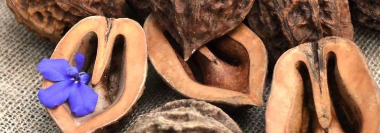 Маньчжурский орех - полезные свойства, способы использования и преимущества