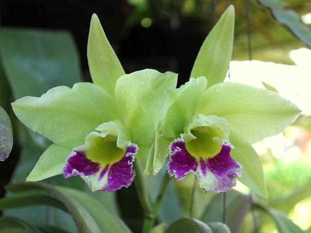 Изумительные орхидеи из Таиланда - красота, разнообразие и экзотика