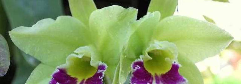 Изумительные орхидеи из Таиланда - красота, разнообразие и экзотика