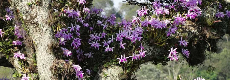 Зачарованные орхидеи в дикой природе - восхитительные цвету и красотой сокровища, сберегающиеся в природных уголках