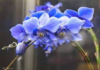 Орхидея Афродита - идеальный уход в домашних условиях для красоты и гармонии вашего интерьера
