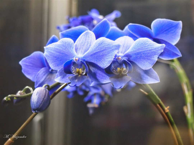 Орхидея Афродита - идеальный уход в домашних условиях для красоты и гармонии вашего интерьера