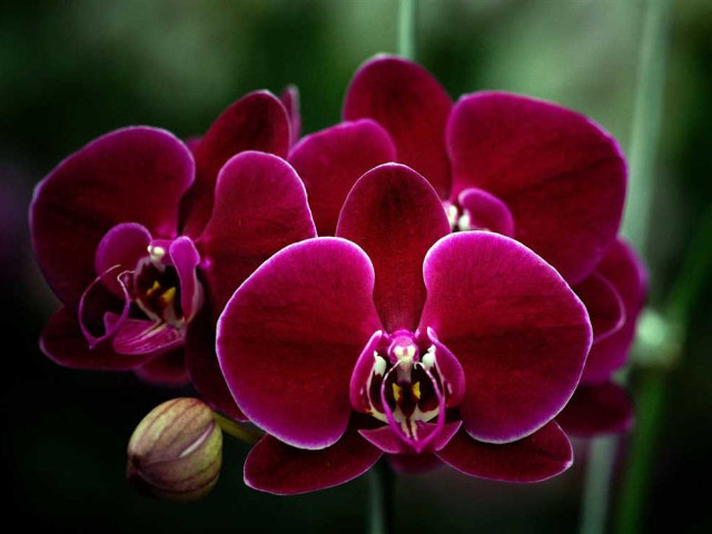Фото орхидеи бордового цвета – изысканный изгиб природы в твоем интерьере