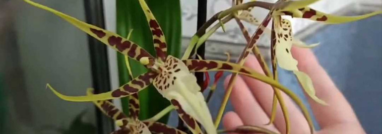Фото орхидеи брассии - красота природы в ее великолепии