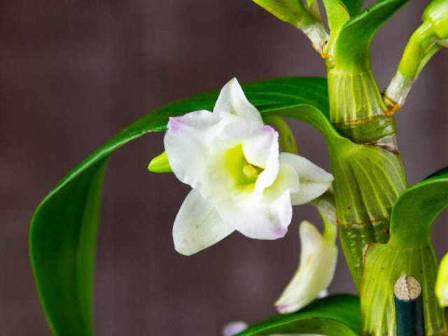 Орхидея дендробиум - особенности ухода, разновидности и методы размножения