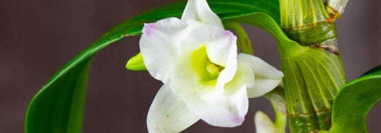 Орхидея дендробиум - особенности ухода, разновидности и методы размножения